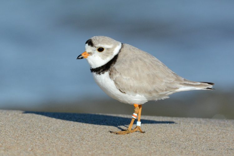 A piping plover along a sand lakeshore