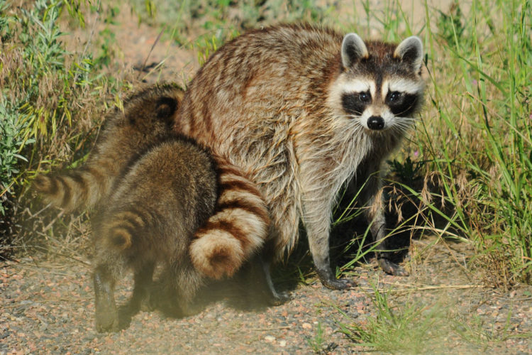 A raccoon family in a grassy habitat.