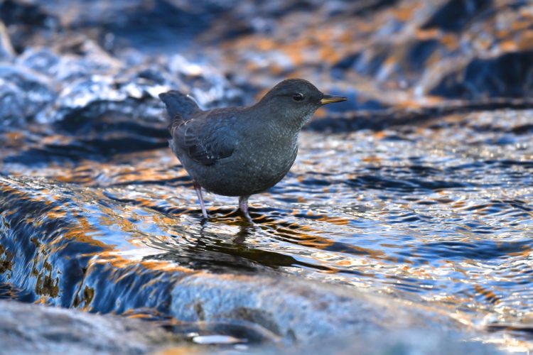 An American dipper on the water