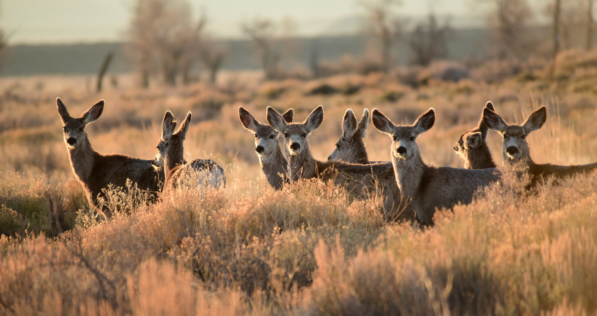 A group of mule deer in a grassland.
