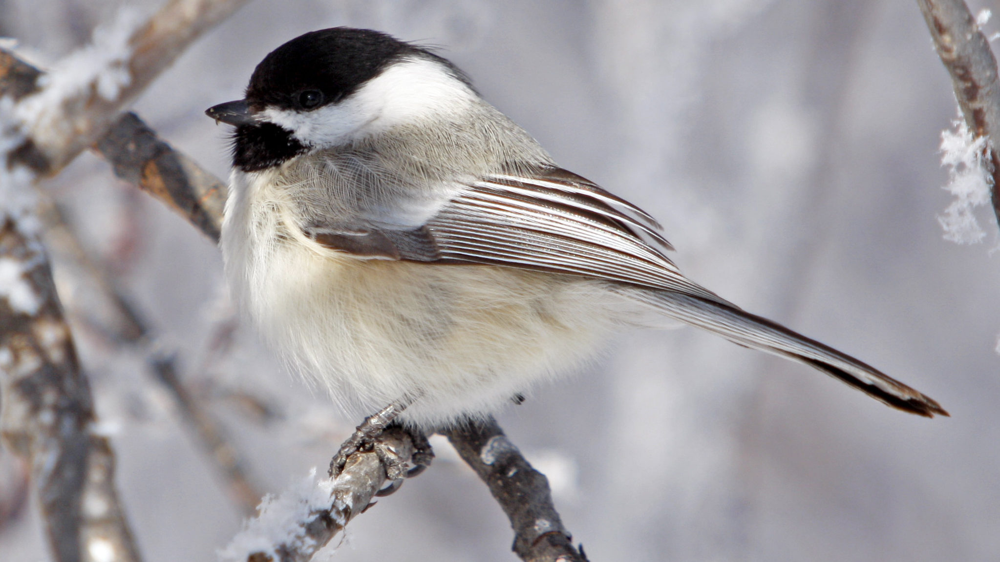 An eastern chickadee perched on a snowy branch