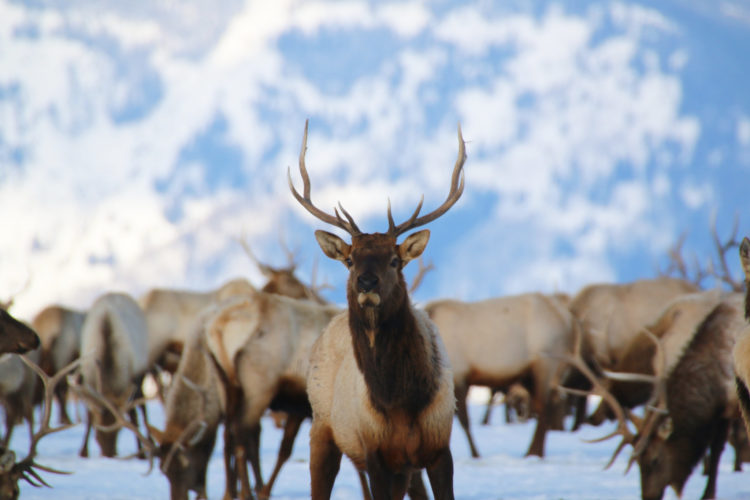 A group of elk in front of a snowy backdrop, with one elk front and center.