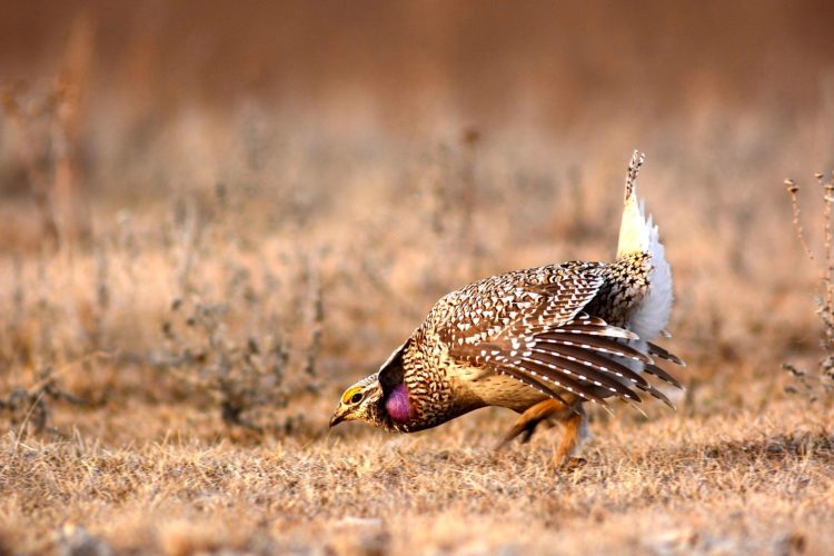 A grouse pecking in the Great Plains.