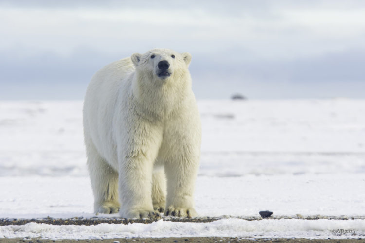 A polar bear with an icy backdrop