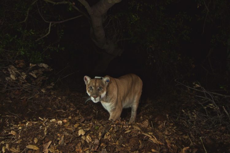 A mountain lion approaches a wildlife camera in Los Angeles