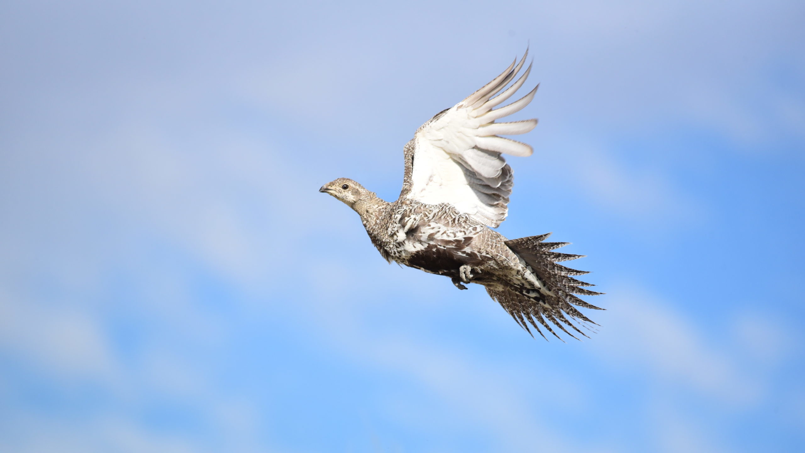 Sage grouse flying across a clear blue background