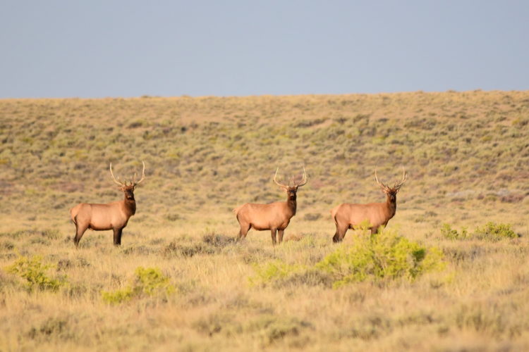 A group of elk in sagebrush