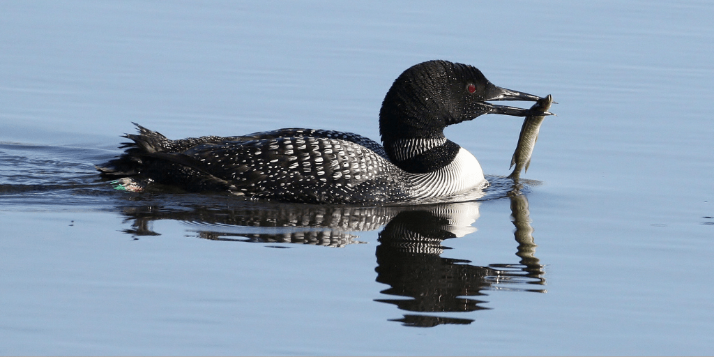 A loon glides on water with a fish in its mouth