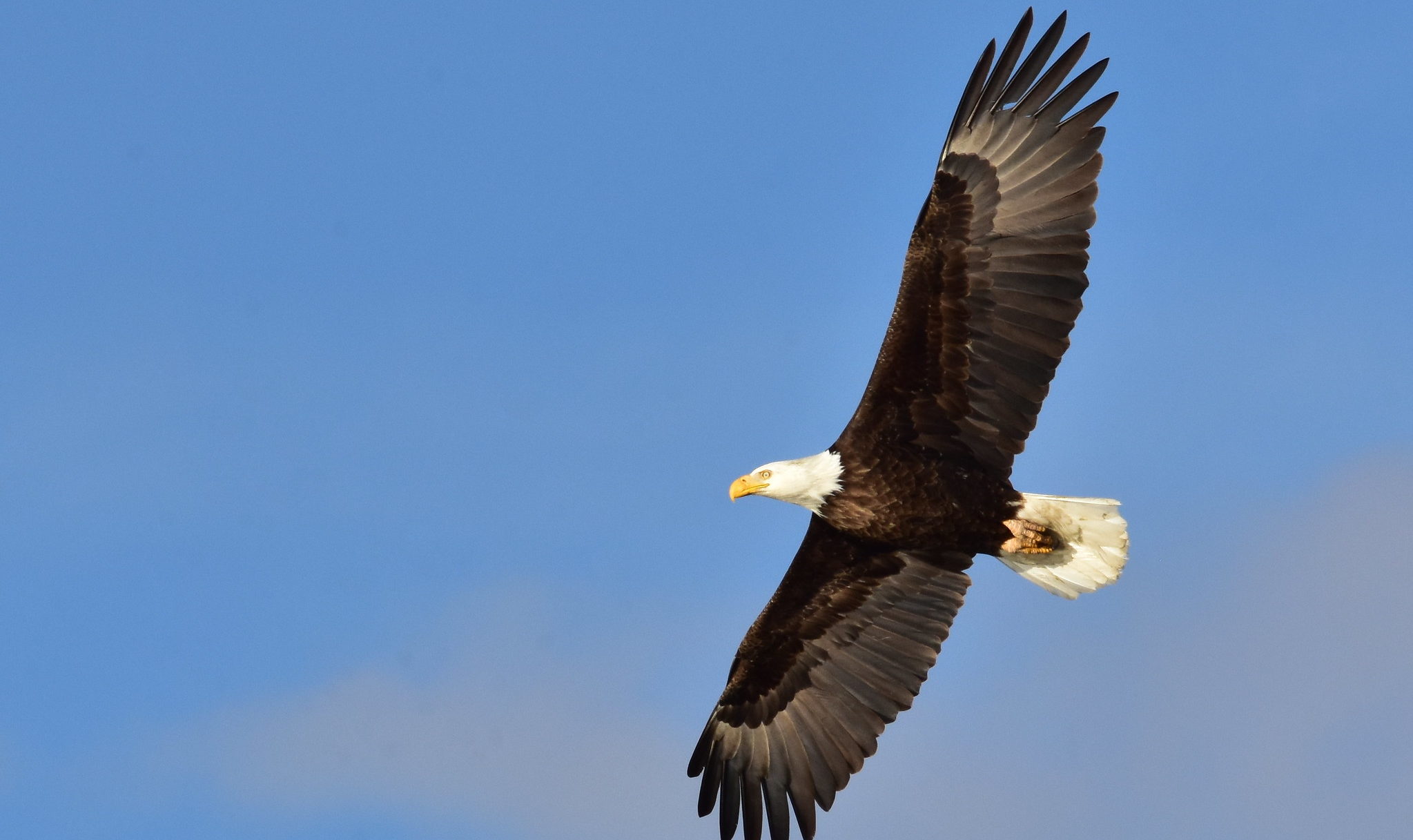 A bald eagle soaring through a clear sky.