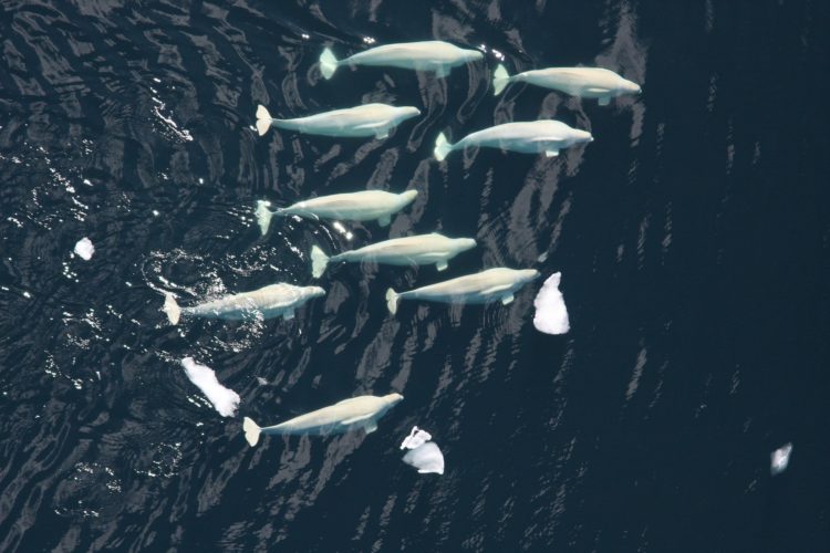 Aerial view of beluga whales in the ocean