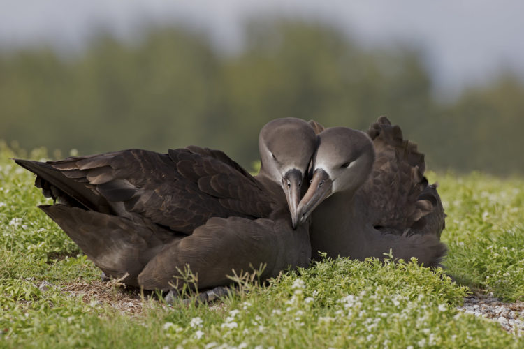 A pair of black-footed albatross nestles up in Hawaii.