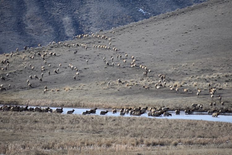 Elk migrating and wading through a creek