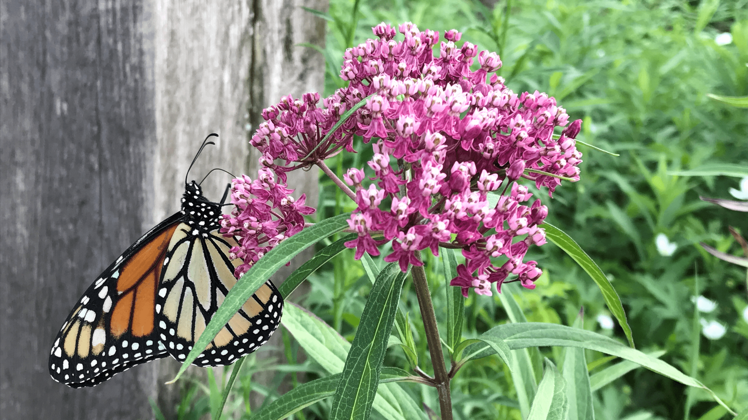 A monarch on a flowering swamp milkweed.