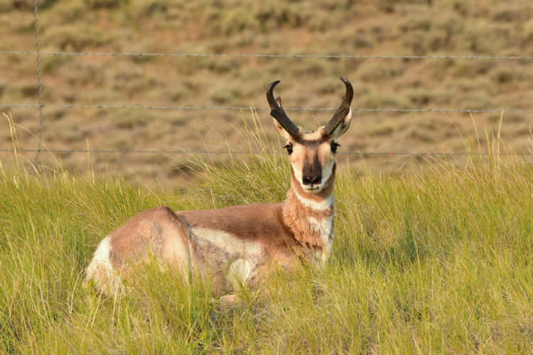 A pronghorn antelope resting in front of a wildlife-friendly fence