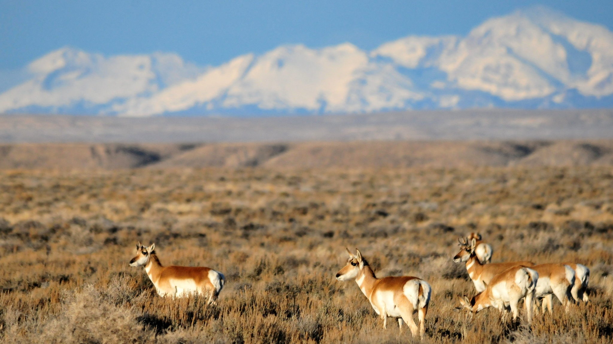 A group of pronghorn antelope in front of a Wyoming mountainscape