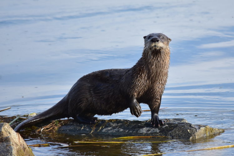 A river otter balances on a log in a river bank.