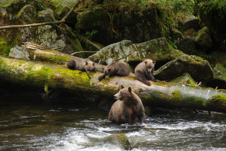 Bear cubs along a fallen tree log watch their mother hunt in a river bank.