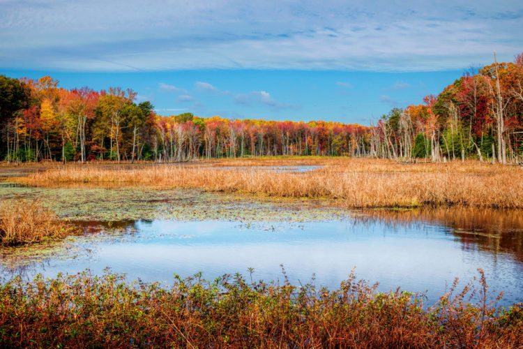 A marsh with fall foliage in the background.