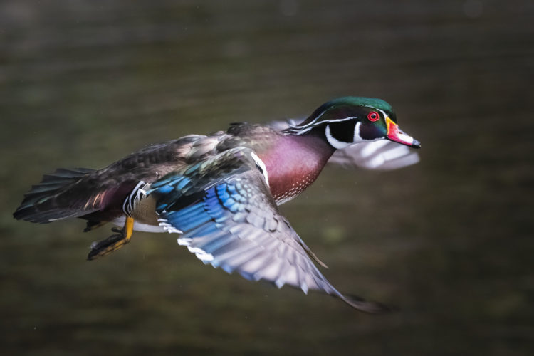 A wood duck takes flight