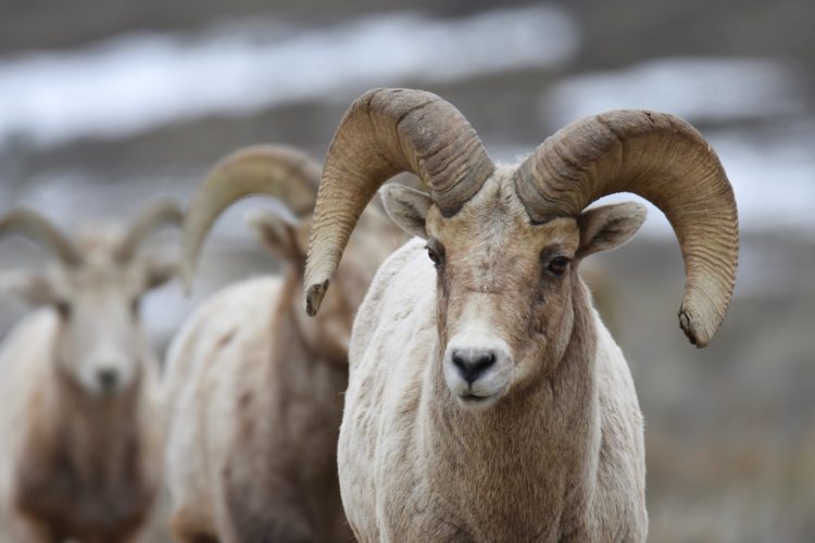 A trio of Rocky Mountain bighorn sheep