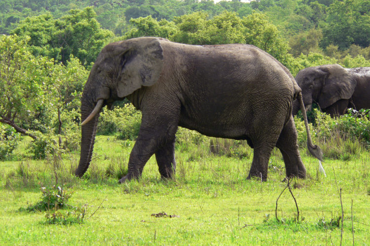 Elephants, like these in Ghana, are one species impacted by the chocolate industry.