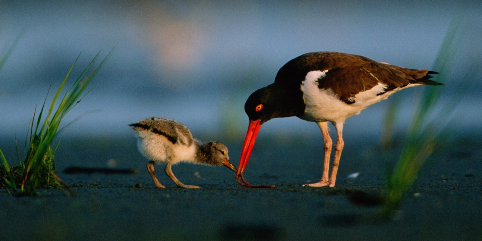 A pair of American oystercatchers on a shoreline eating a worm.