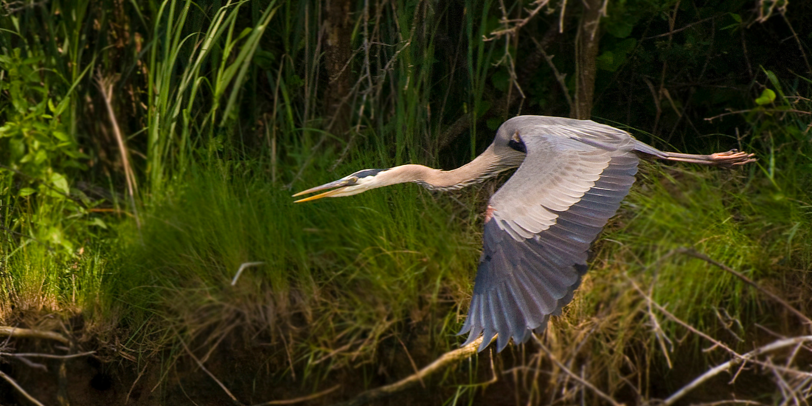 A flying heron in a wetland