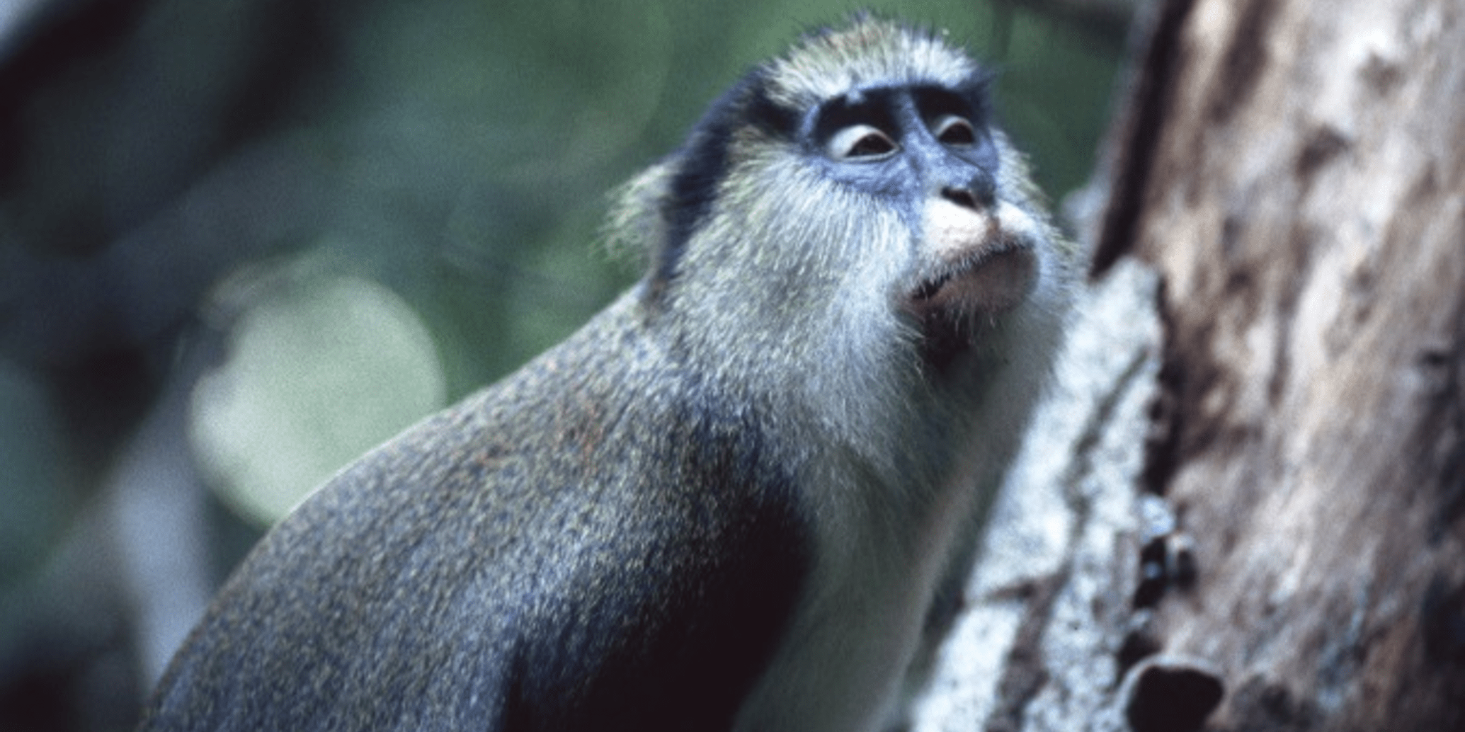A Campbells monkey in the rainforest