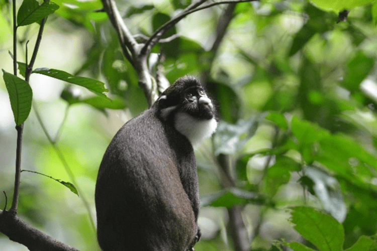 A lesser spot-nosed monkey gazes in the rainforest.