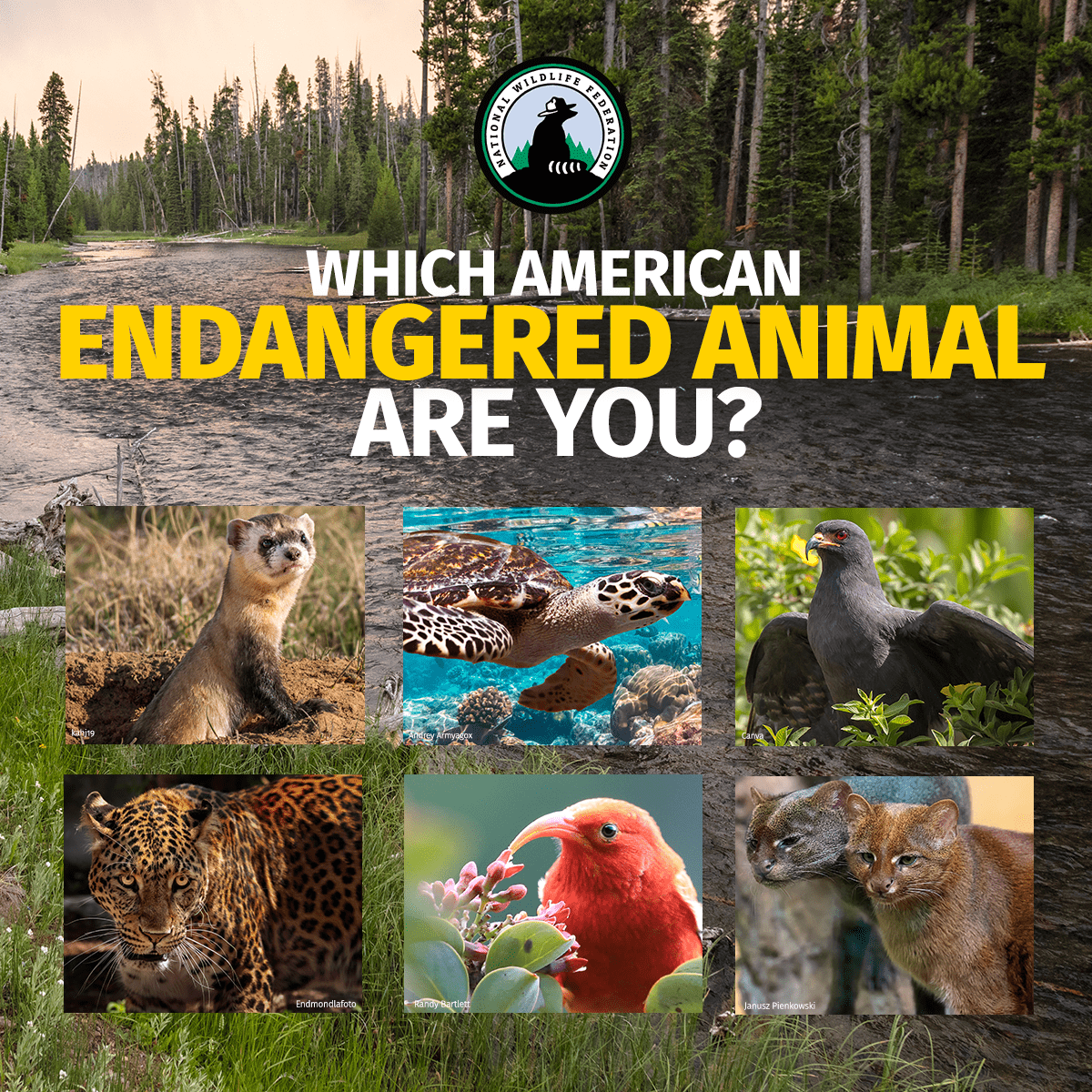 Quiz: Which Endangered Animal Are You? • The National Wildlife Federation  Blog