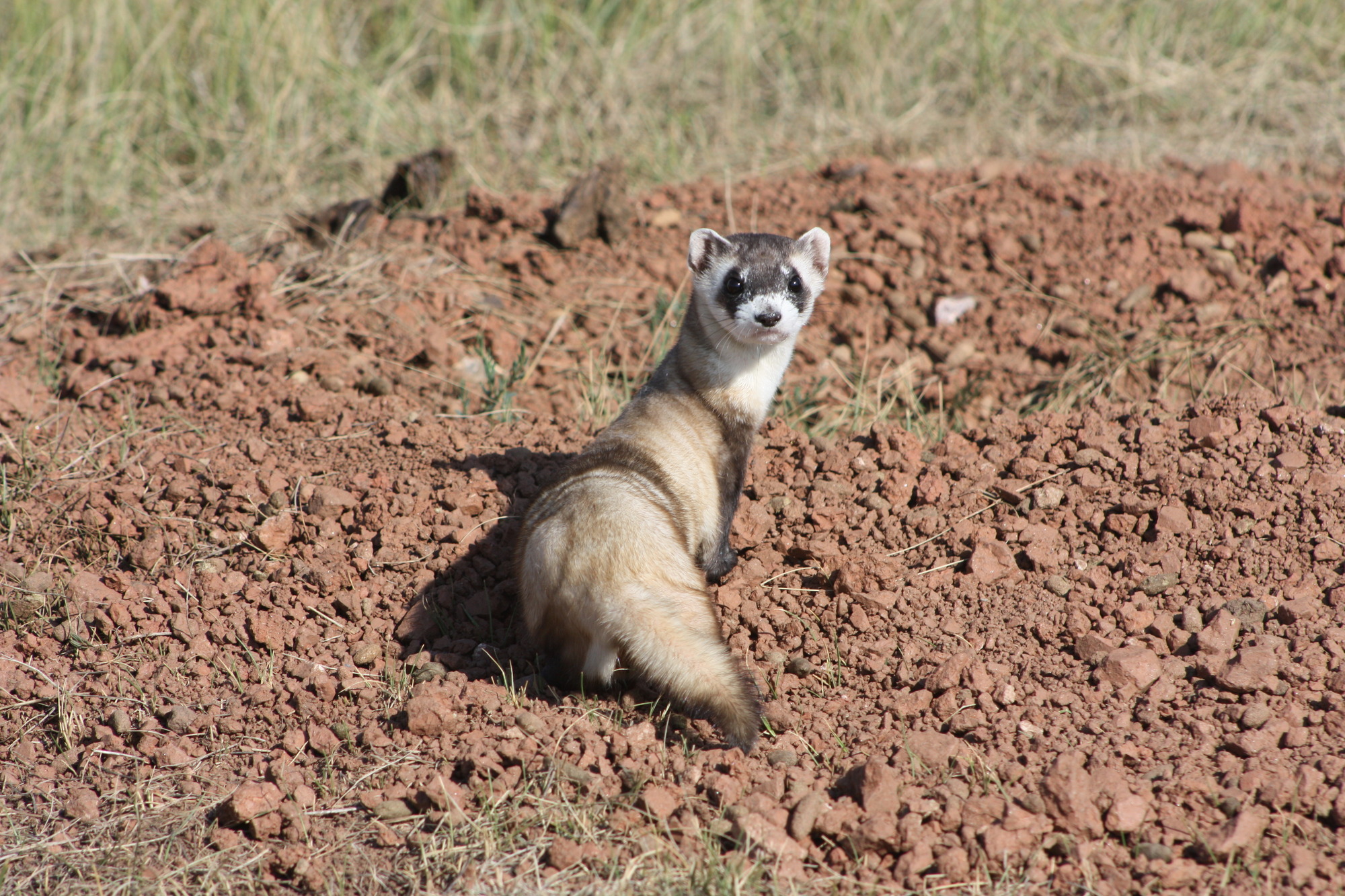 Black-footed Ferret Looking Back