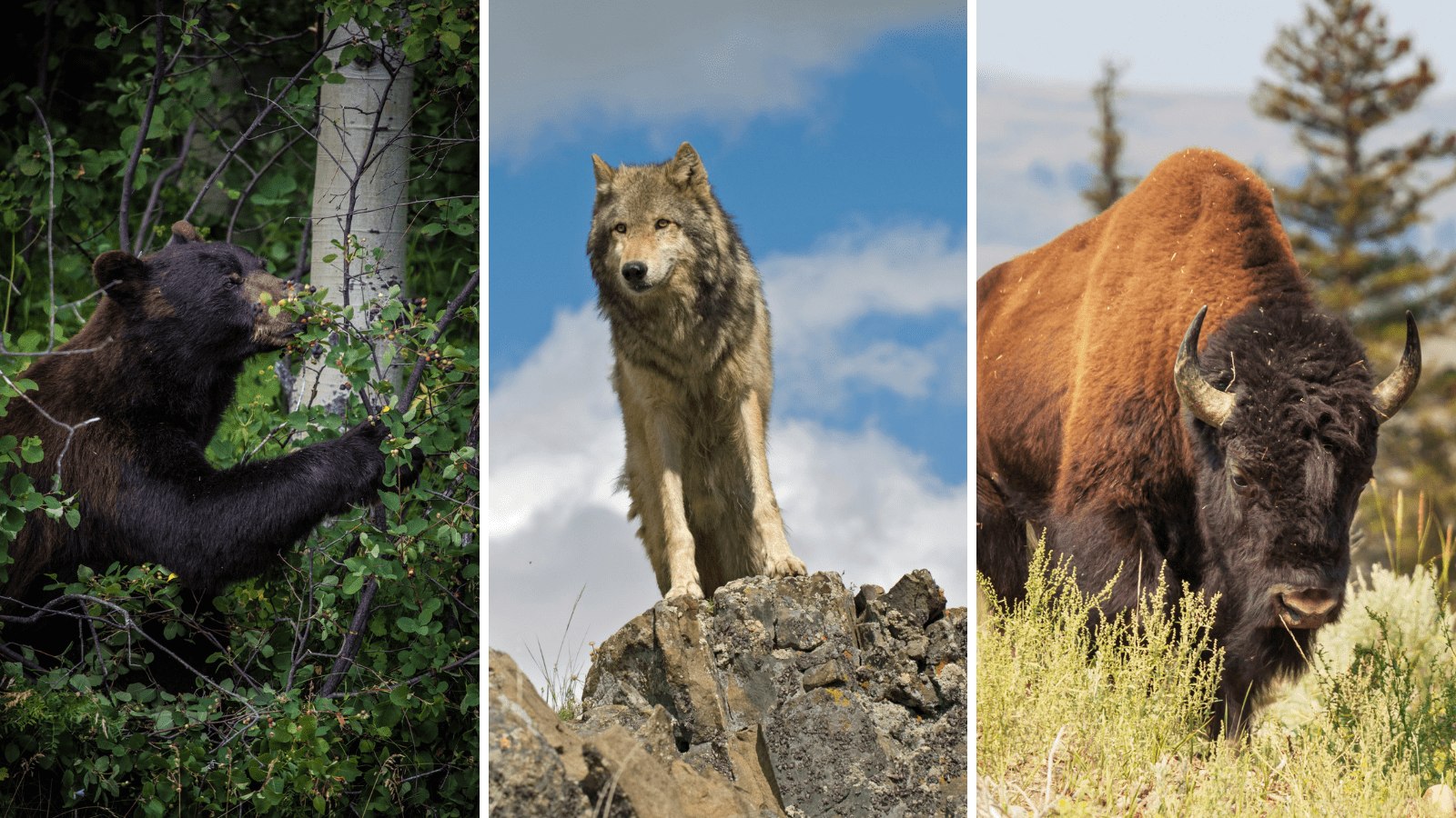 Three images, black bear, gray wolf, bison