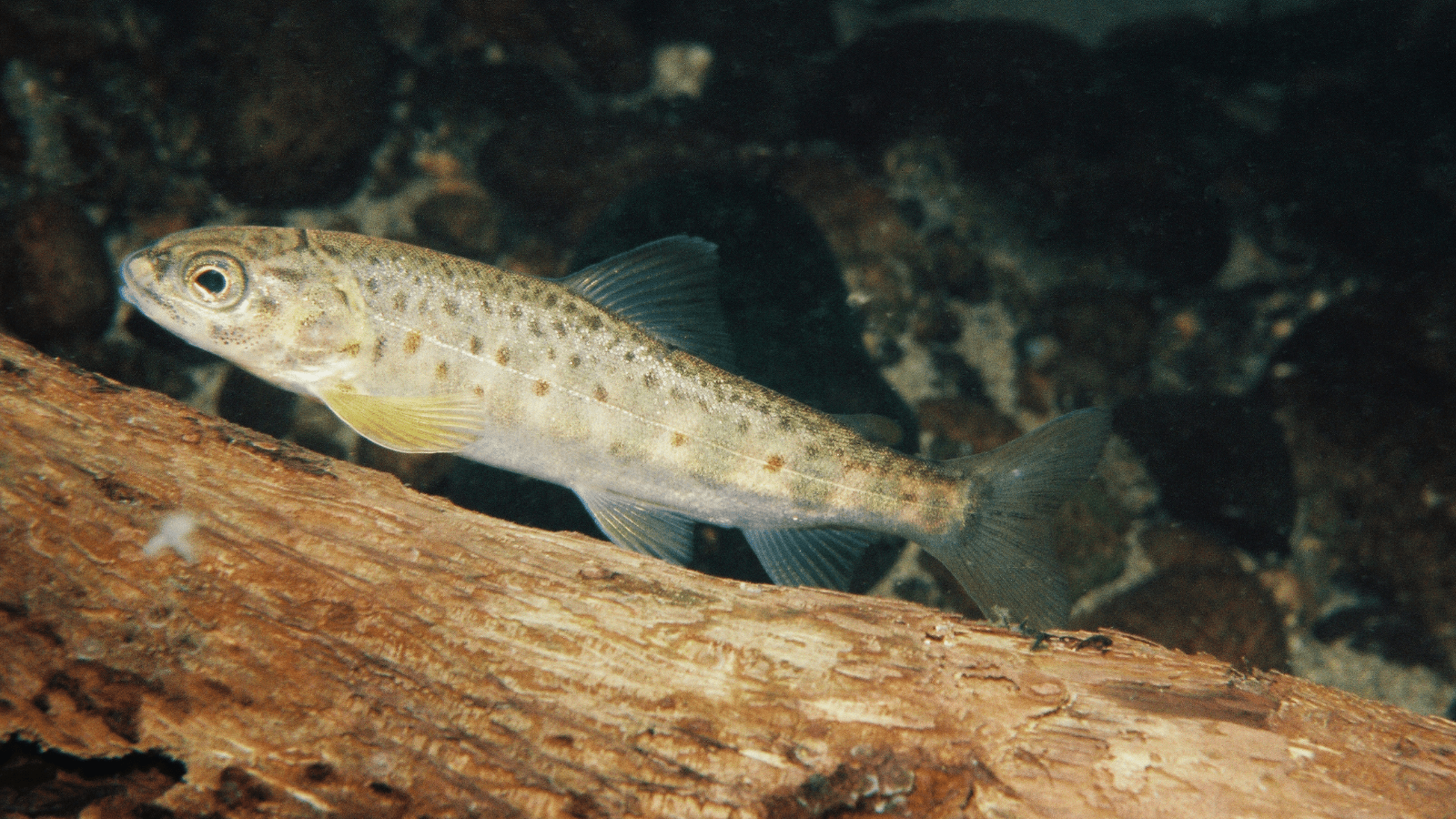 Juvenile Atlantic salmon in Scatter Creek, Washington.