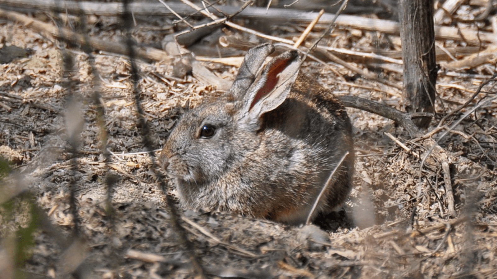 riparian bush rabbit in vegetation