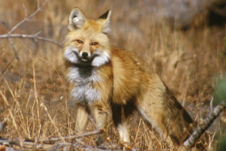 Sierra Nevada red fox.