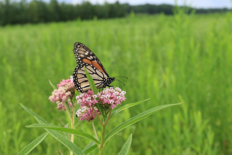 Monarch butterfly perched on milkweed