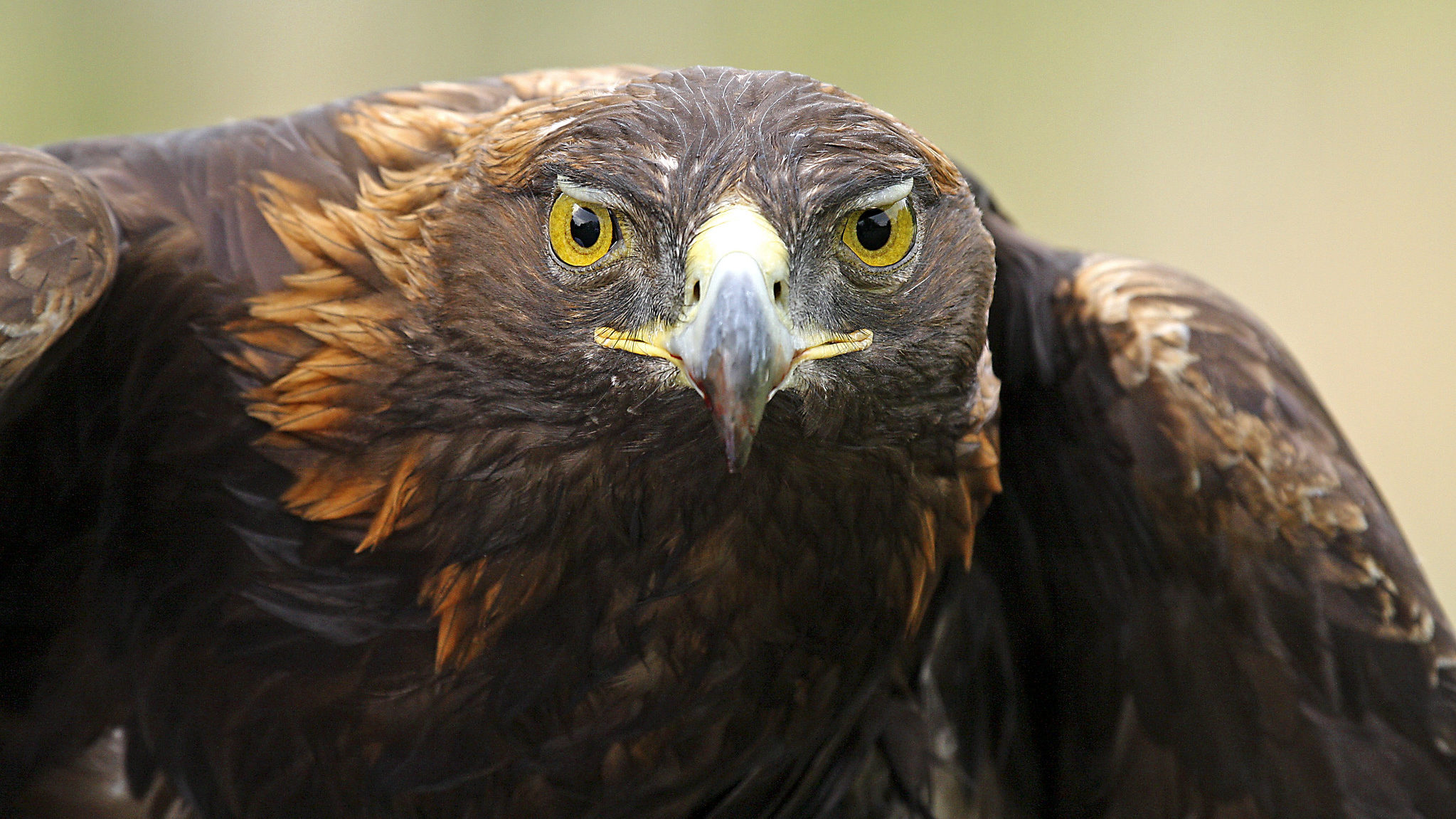A golden eagle headshot