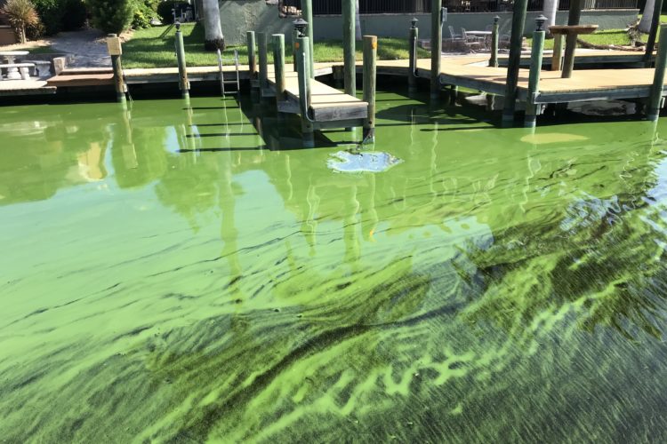 Toxic blue-green algae fouling Florida's waters in 2018