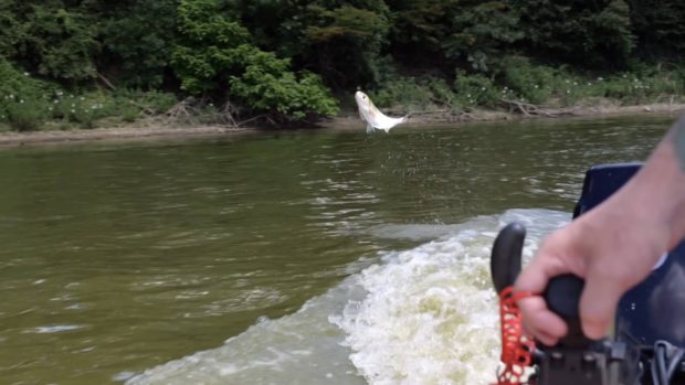 Silver carp jumping on the Wabash River, Indiana