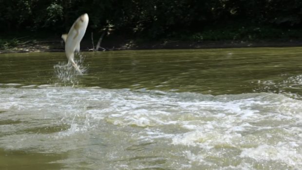 Silver carp jumping on the Wabash River, Indiana.