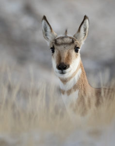 young pronghorn in tall grass