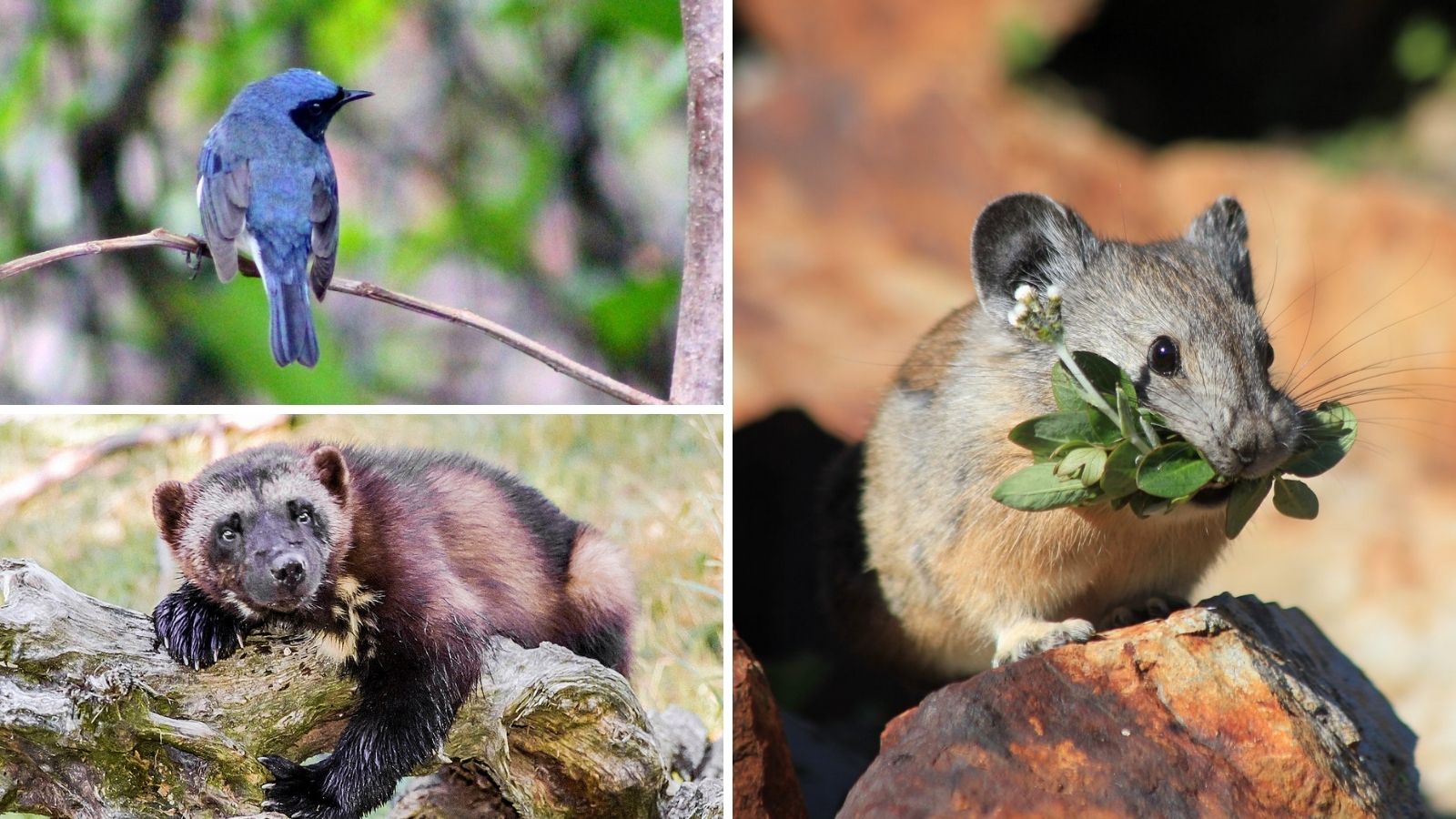wolverine, pika, blck-throated blue warbler images