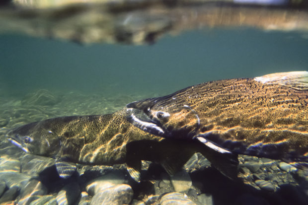 Wild chinook swim in the Elwha River in Washington state. 