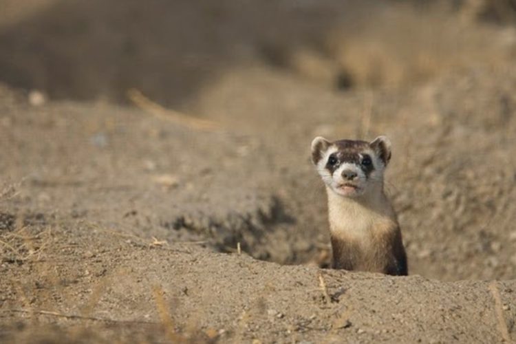 A black-footed ferret peeks its head our of a burrow 