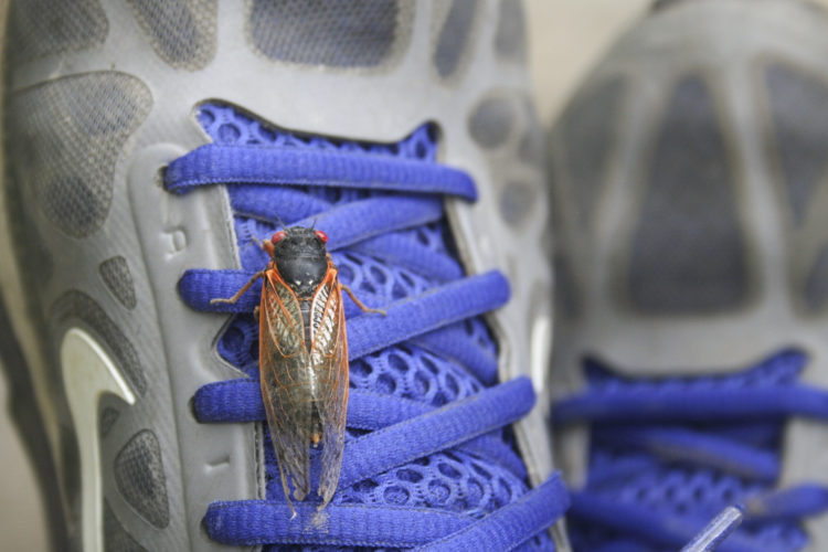 Brood X cicada on tennis shoe