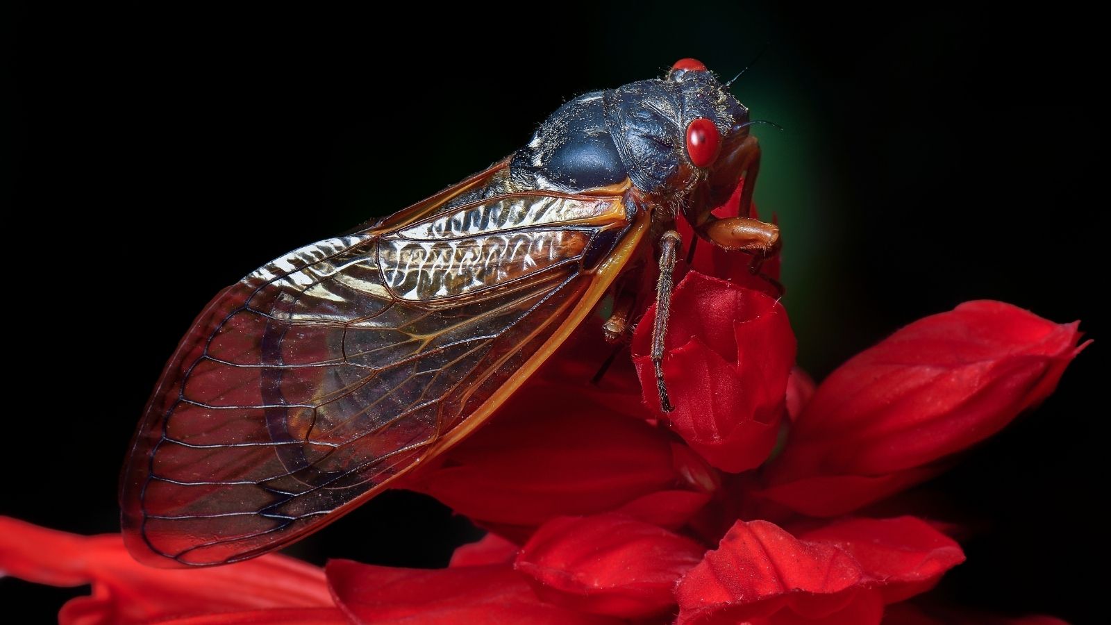 Brood X Cicada