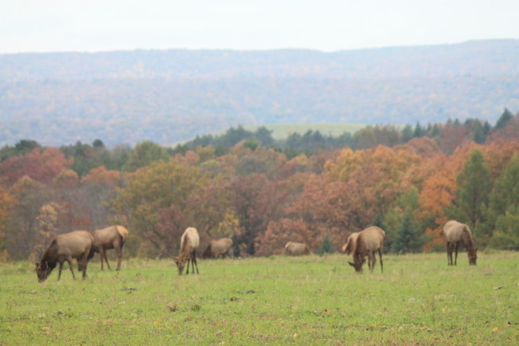 Native elk at Elk Country Visitors Center in Pennsylvania. 