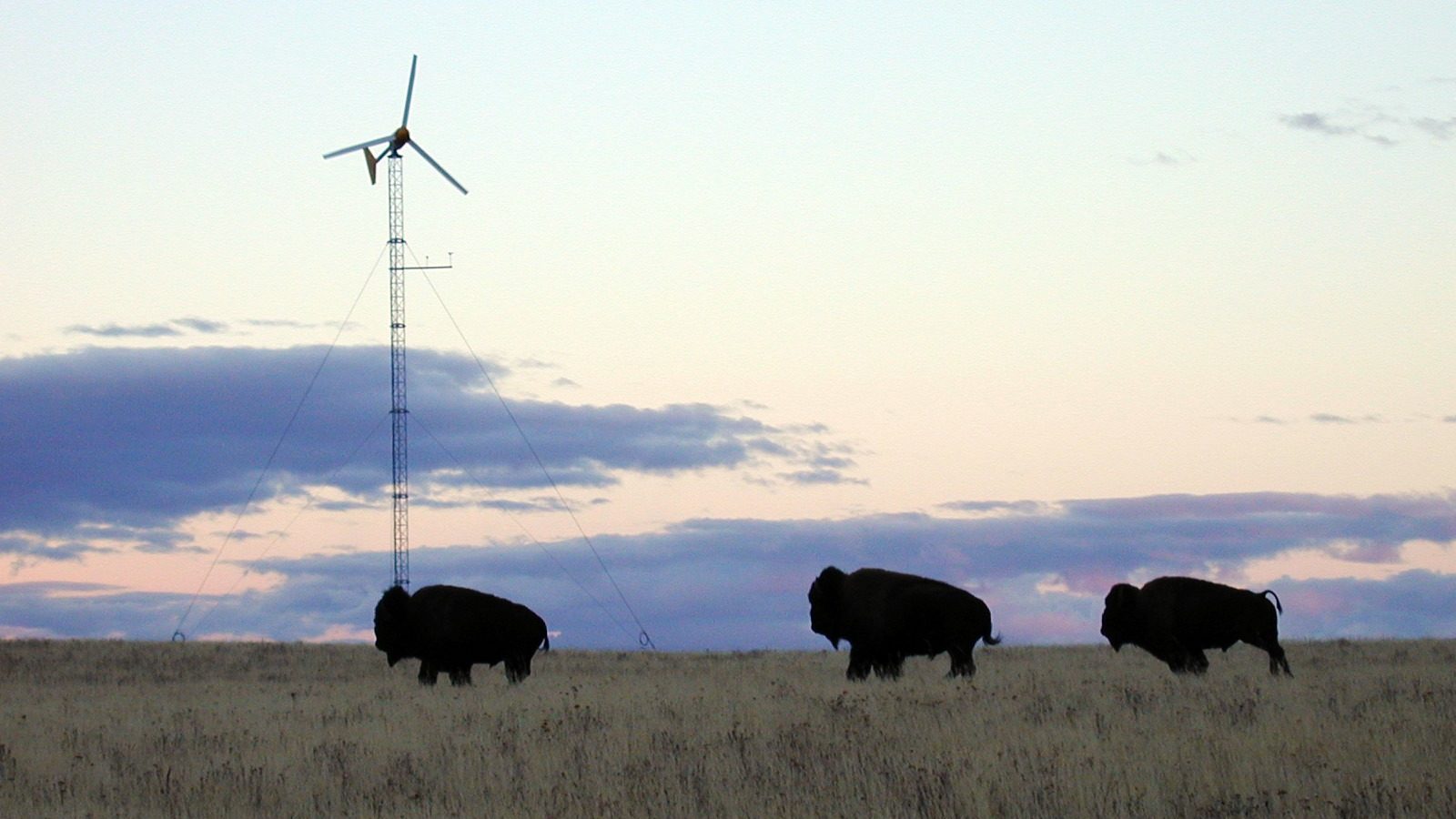 A group of bison grazing with wind turbines, crucial in the clean economy, in the background.