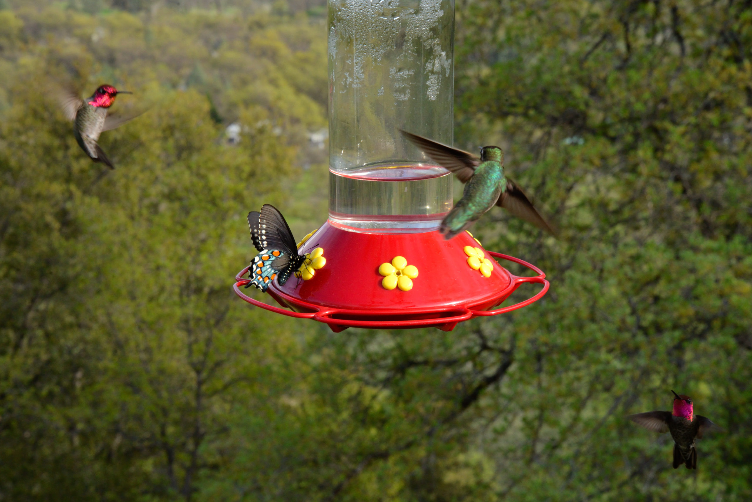 Hummingbirds at the feeder.