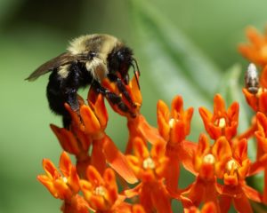 Bumble bees are important pollinators, like this one pollinating milkweed.
